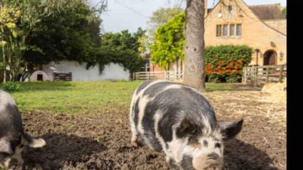 Piglet Cottage Pebworth Екстериор снимка